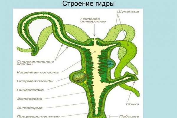 Мега кракен