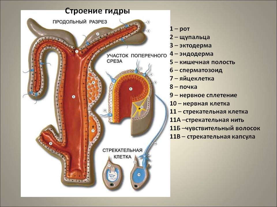 Ссылка кракен kr2web in